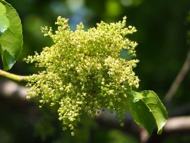 茄苳：花