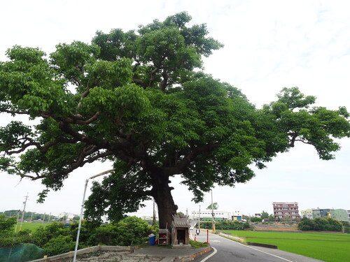 茄苳：樹形