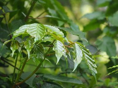 茄苳：葉