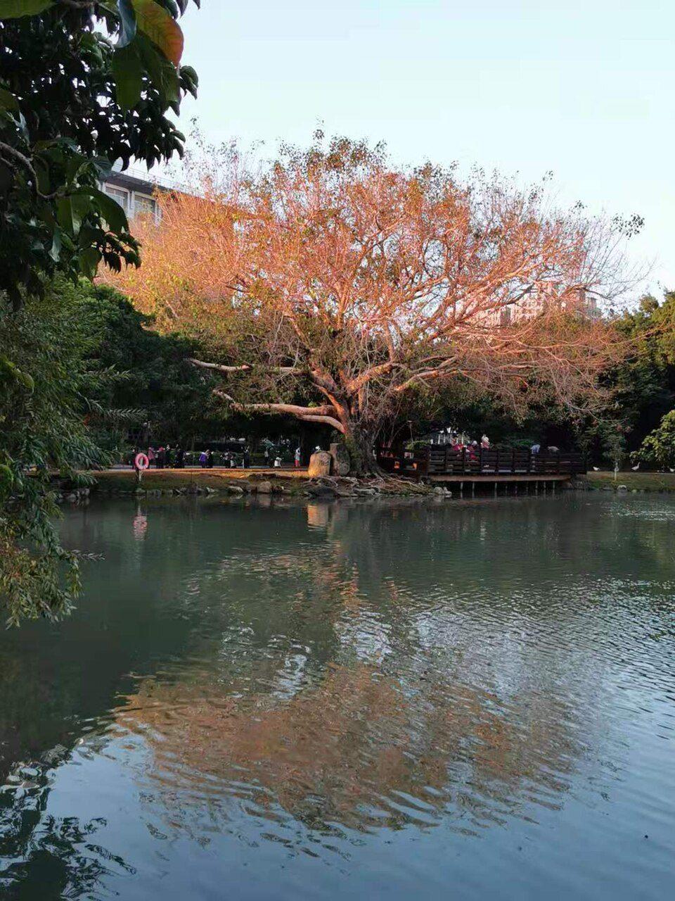 菩提樹：樹形