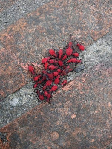 臺灣欒樹:紅姬緣椿象