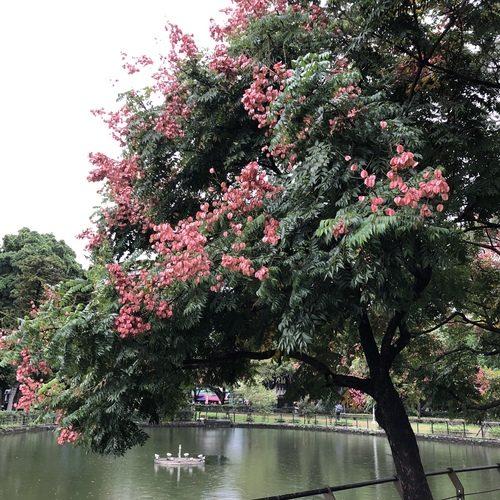 臺灣欒樹:樹形