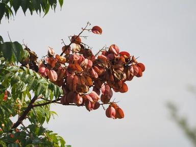 臺灣欒樹:果